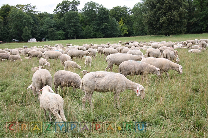 Овцеводство в Мюнхенском городском парке, Германия
