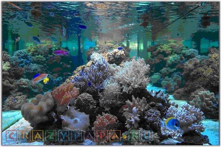 Морской океанариум в Москве - цены, адрес, сайт