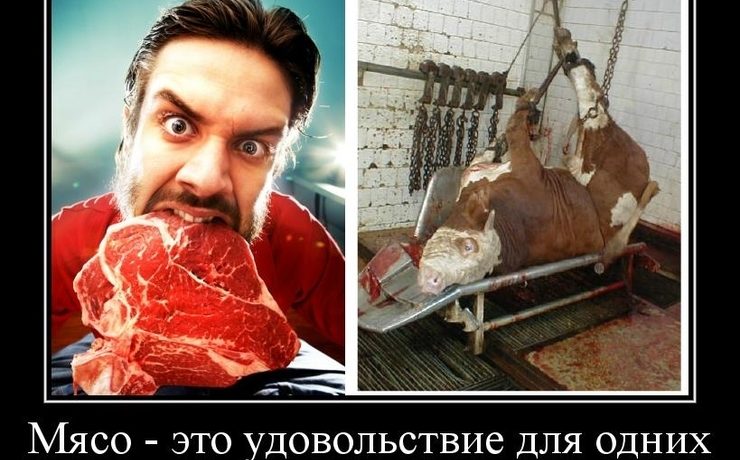 Почему люди едят мясо